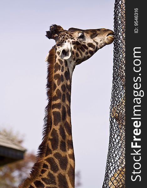 Photo of the giraffe in the zoo