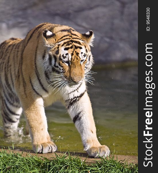 Photo of the siberian tiger