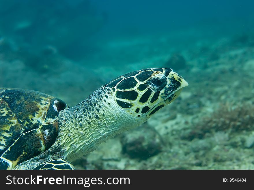 Slow and steady wins the race, a Hawksbill Sea Turtle swims the reef