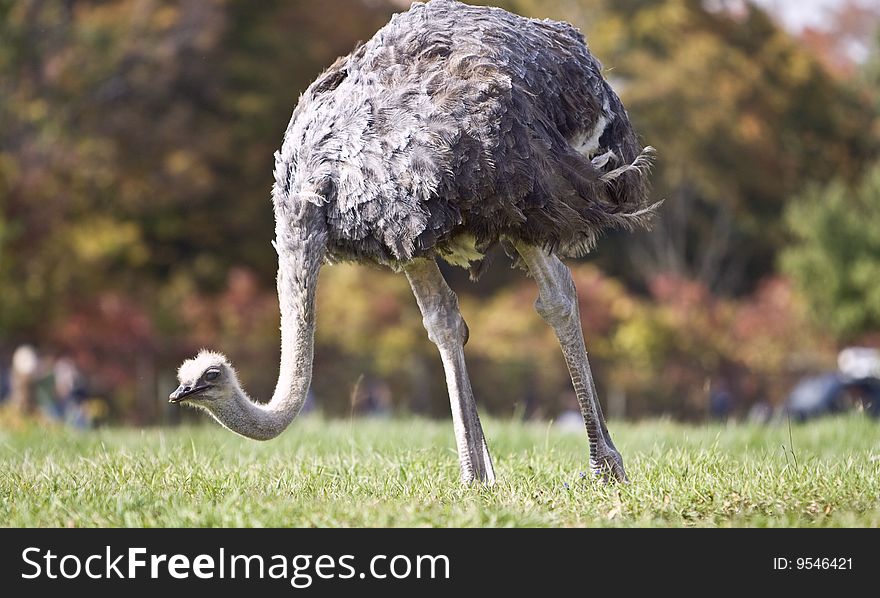 Ostrich In A Grass
