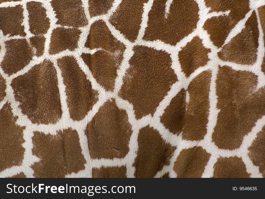 Closeup of a Giraffe's fur and skin texture. Closeup of a Giraffe's fur and skin texture.