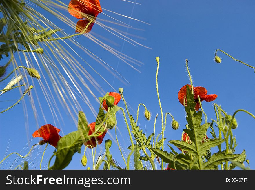 Red poppy field and corn with blue sky