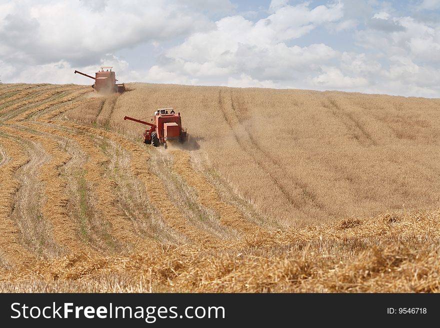 Old combine harvesting a wheat field, wide stubble field, good year