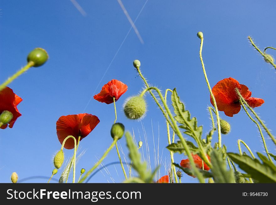 Red poppy field with blue sky on a meadow