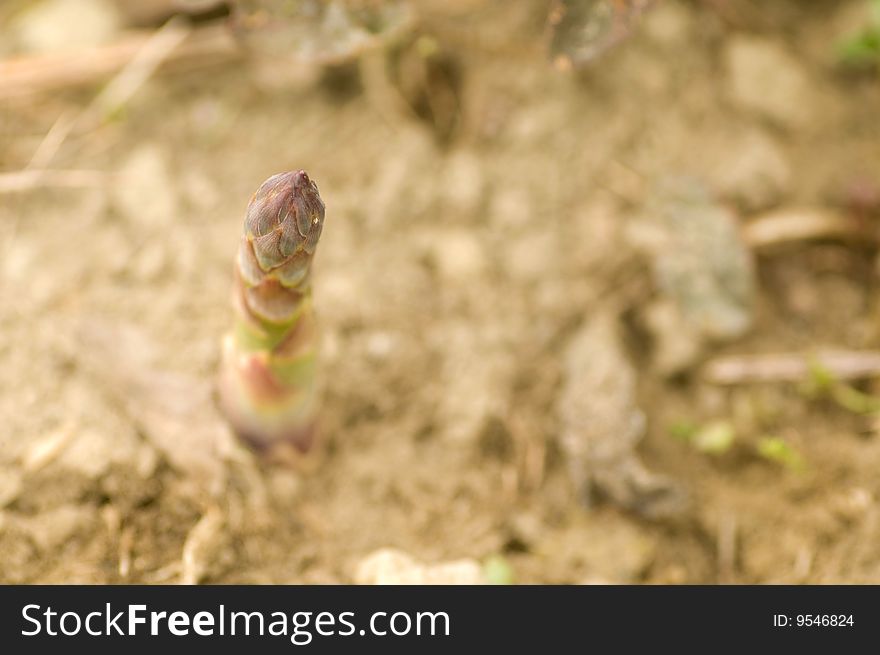 A sprig of spring asparagus pushes up from the earth. A sprig of spring asparagus pushes up from the earth.