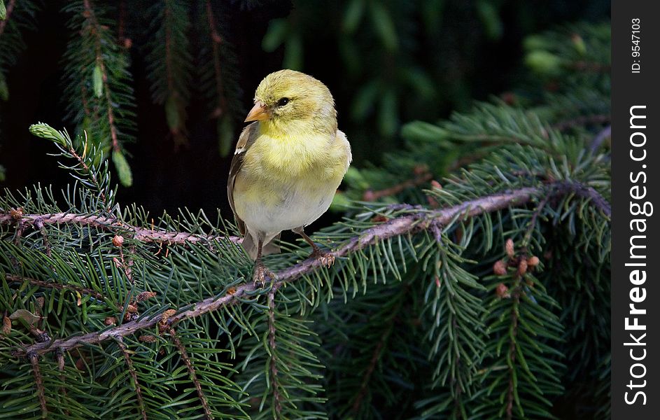 Goldfinch on a Spruce Branch