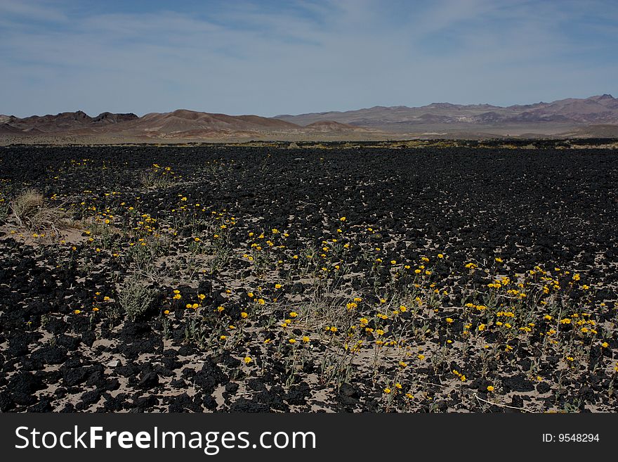 Springtime in the desert with wildflowers taken in the Mojave Desert. Springtime in the desert with wildflowers taken in the Mojave Desert