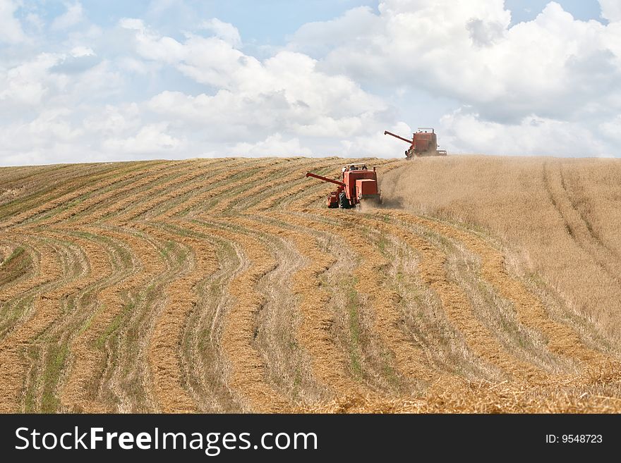 Old combine harvesting a wheat field, wide stubble field, good year
