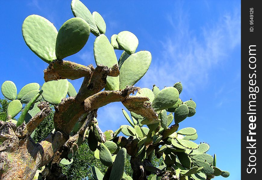 Mature Cactus