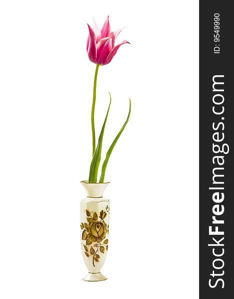 Red Tulip In Vase