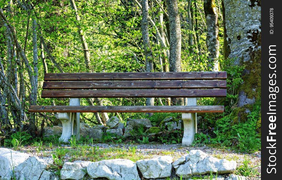 Bench In Park