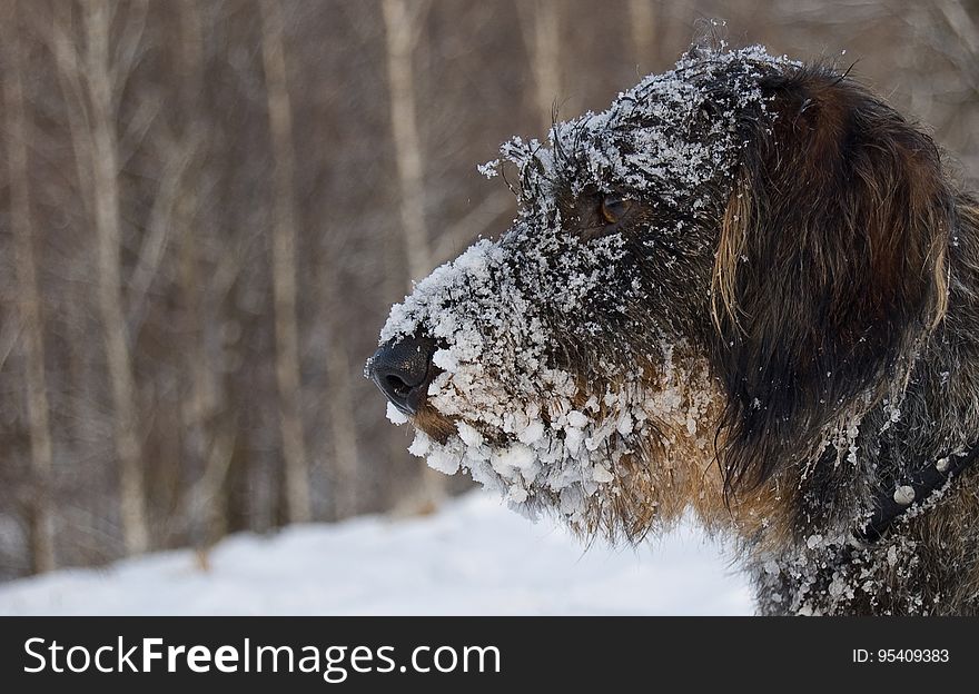 Dog With Snow On Face