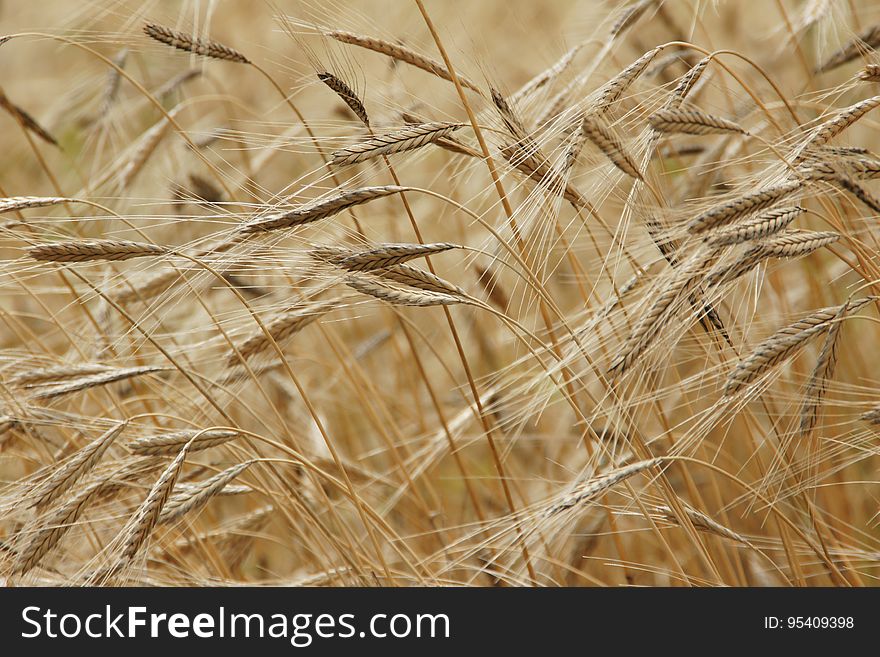 Wheat Field In Close Up Photography