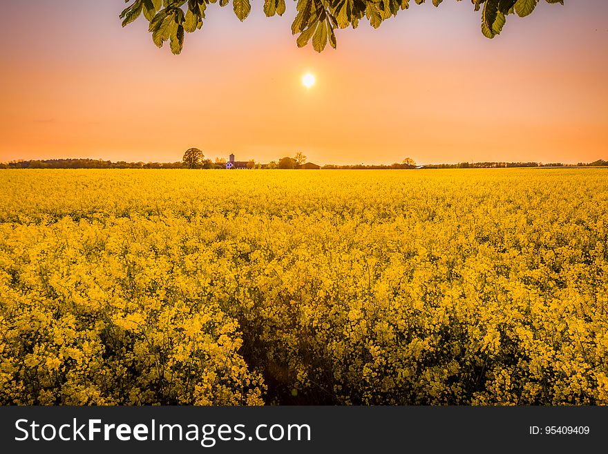 A field of yellow colza or rapeseed plants under the sun. A field of yellow colza or rapeseed plants under the sun.