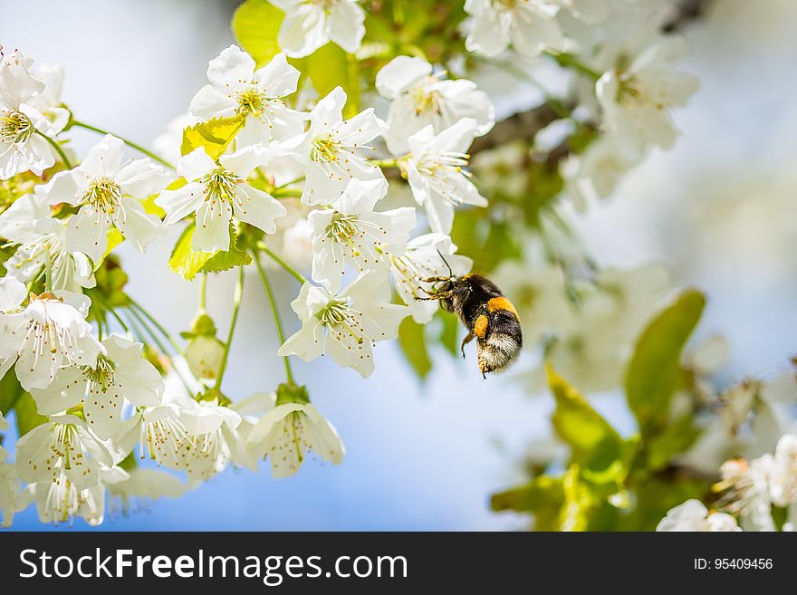 A close up of a bee pollinating a cherry blossom. A close up of a bee pollinating a cherry blossom.