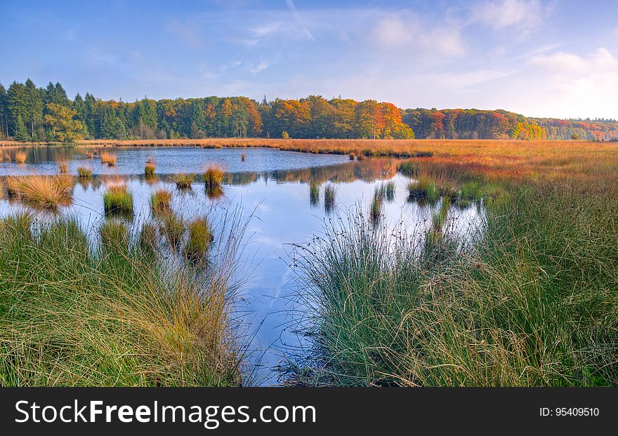 A view of a marsh with reeds and grass growing in the water. A view of a marsh with reeds and grass growing in the water.