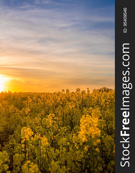 Field of golden rapeseed flowers against blue skies at sunset. Field of golden rapeseed flowers against blue skies at sunset.