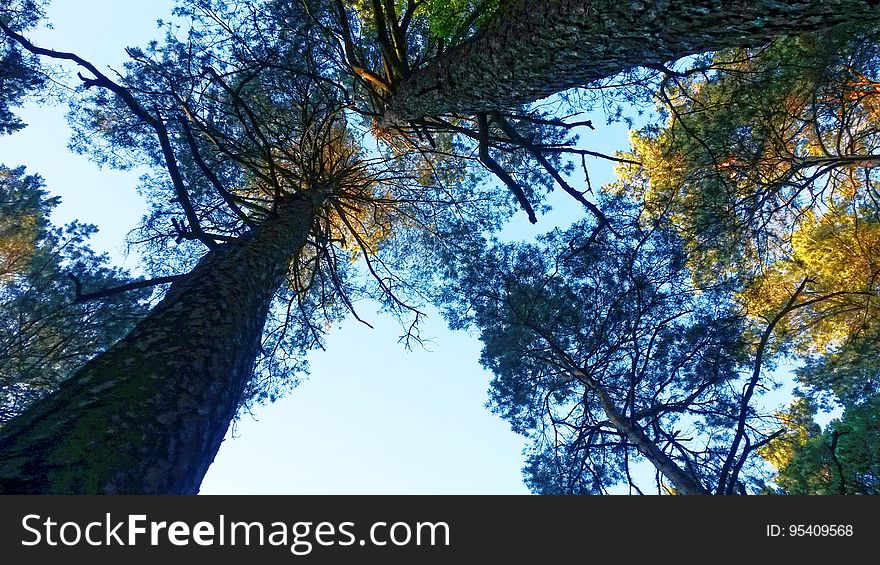 Sunny blue skies through tree branches with fall foliage.