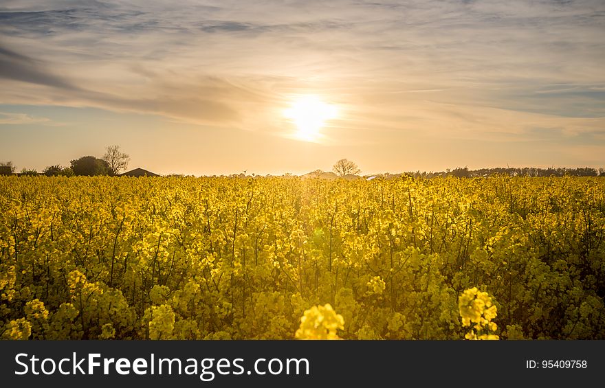 A sunset over a field of colza flowers. A sunset over a field of colza flowers.