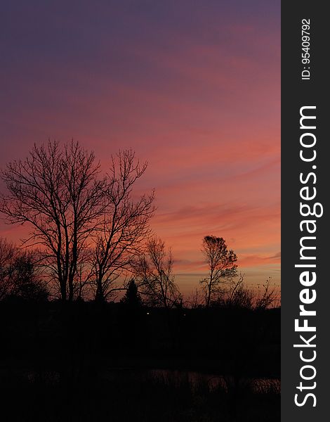 Silhouette of bare trees in field at sunset. Silhouette of bare trees in field at sunset.