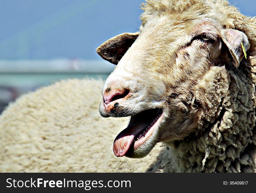 Portrait of adult sheep outdoors in sunshine. Portrait of adult sheep outdoors in sunshine.