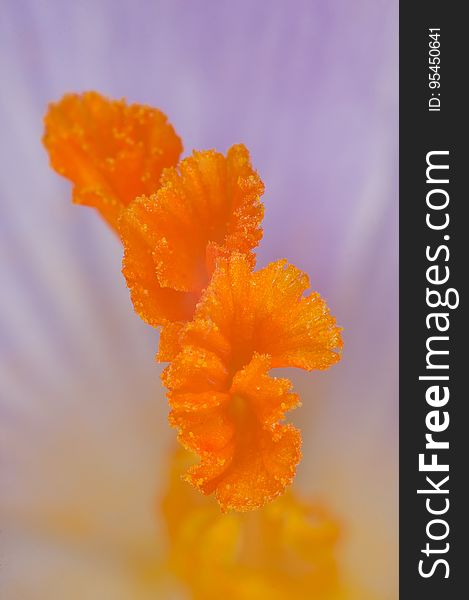 Flower, Orange, Wildflower, Close Up