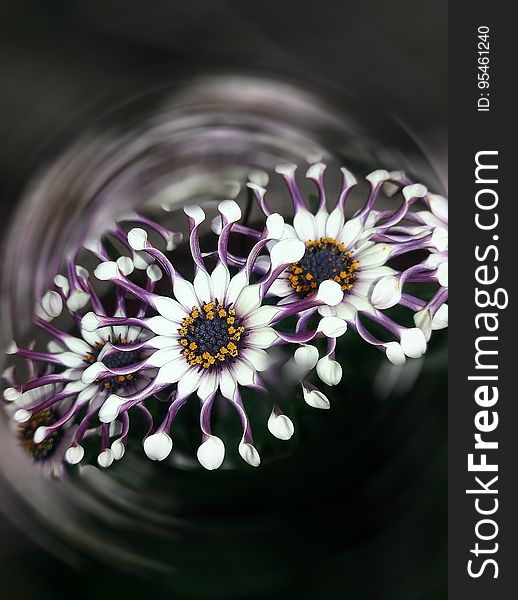 rare species of white and purple Cape Daisy. rare species of white and purple Cape Daisy