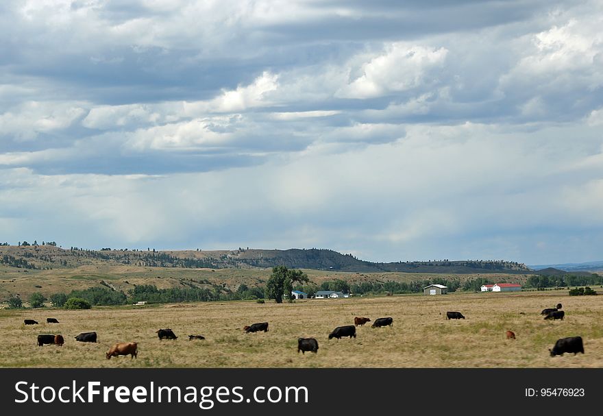 Cattle grazing in a field on a cloudy day. Cattle grazing in a field on a cloudy day.