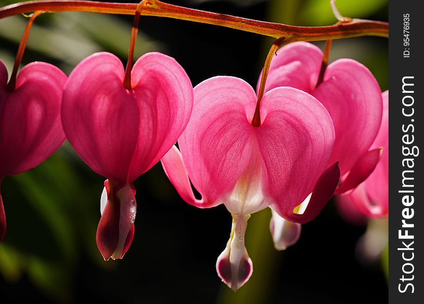 A bleeding heart flower close up.