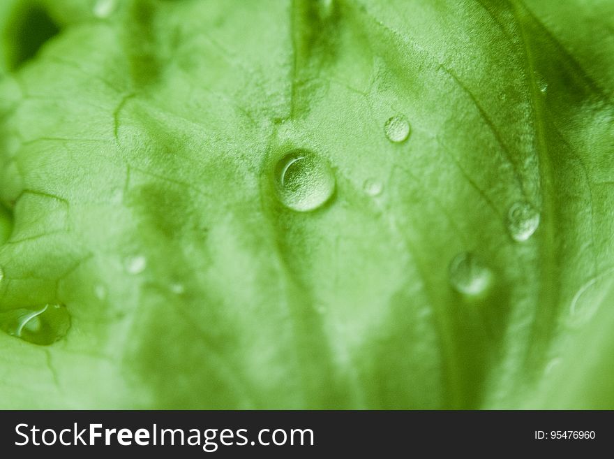 Green Leaf With Water Dew Focus Photography