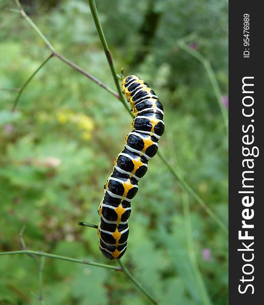 Black White and Yellow Caterpillar on the Stem