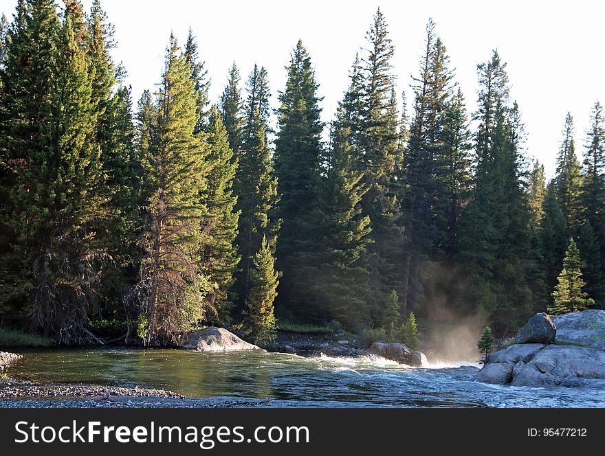 Fir trees in an evergreen forest on a river bank. Fir trees in an evergreen forest on a river bank.