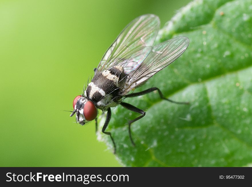 Black and Red Flying Insect Perched on Green Leaf