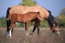 Two Horses On The Field Stock Images Two Horses On The Field Stock Images