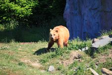 Kodiak Bear Stock Photo