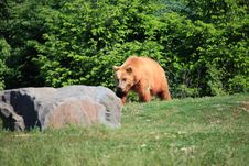 Kodiak Bear Royalty Free Stock Image