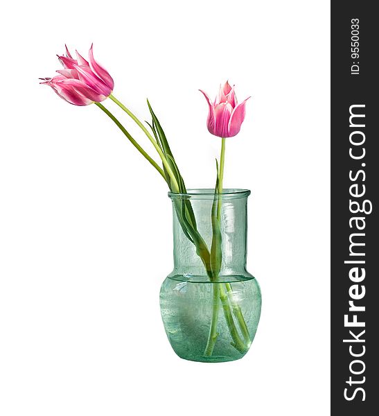 Three tulips in vase isolated n white