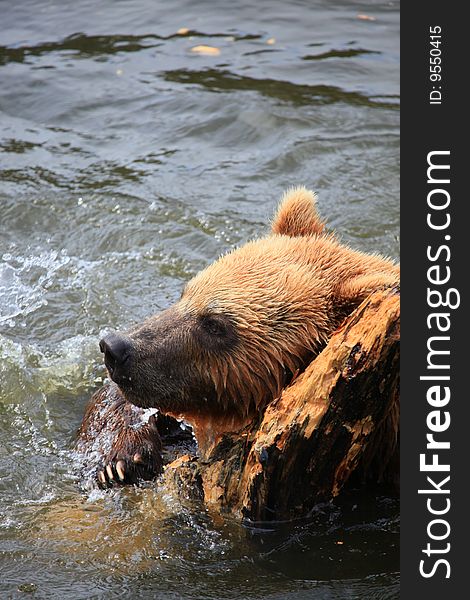 A photo of kodiak brown bear. A photo of kodiak brown bear