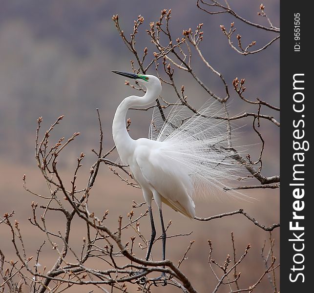 An aigrette on the branch, this kind of bird lives in Hongtonggou, Dandong, Liaoning, China