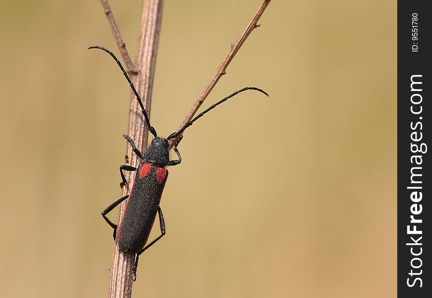 An Cerambycidae is climbing on a branch