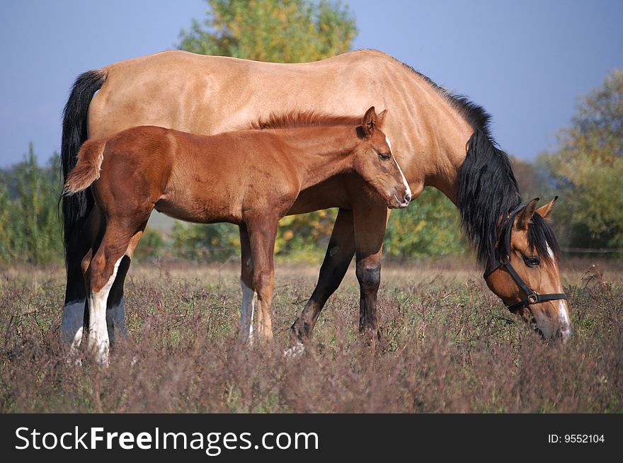 Light-bay mare and chestnut foal on the field in sunlight. Light-bay mare and chestnut foal on the field in sunlight