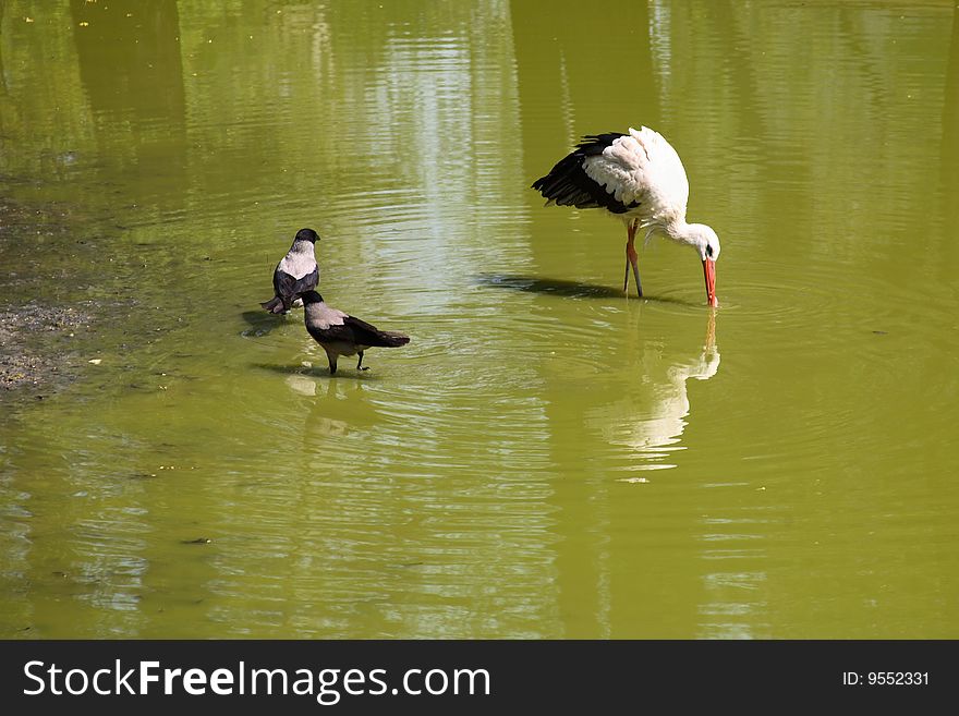Reflection of the stork in the lake