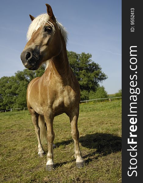 Front view of a thoroughbred Haflinger horse standing on a meadow and staring. Front view of a thoroughbred Haflinger horse standing on a meadow and staring