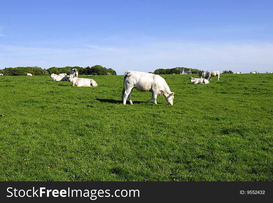 Cow enjoy the fresh grass food in free land