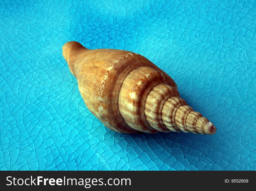 Sea shell on glazed tile. Sea shell on glazed tile