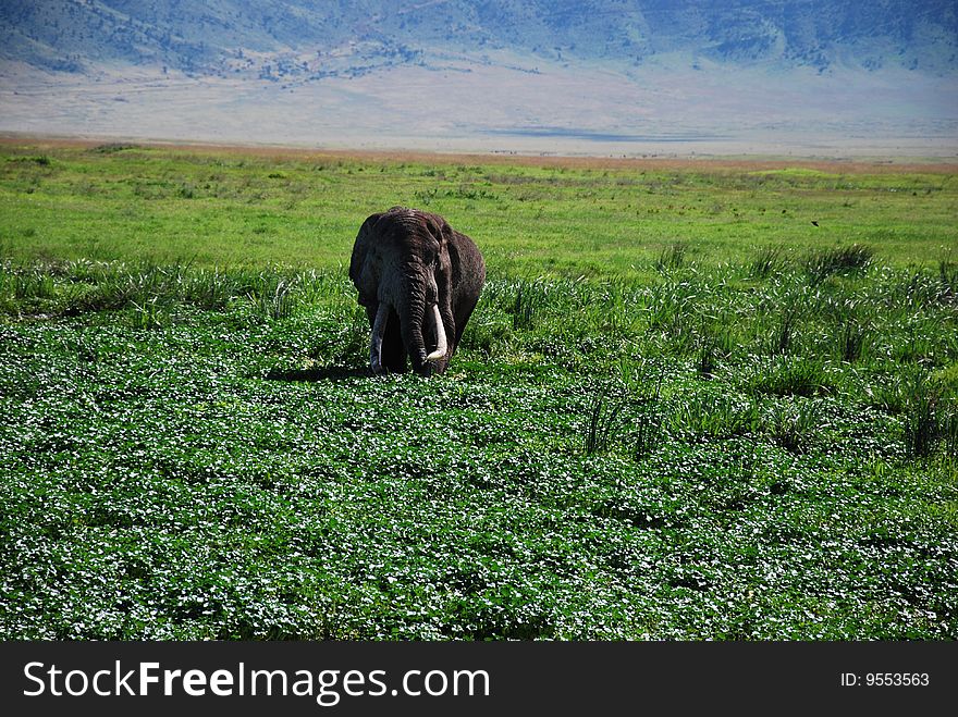 Elephant In Wilderness