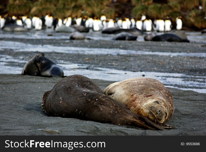 Closeup portrait of elephant  seal