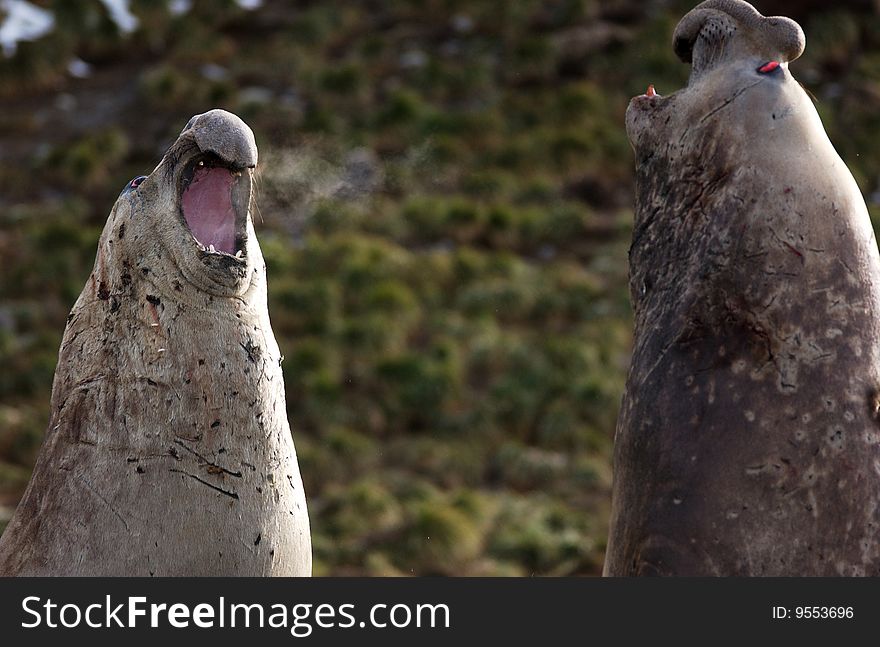 Closeup portrait of elephant  seal