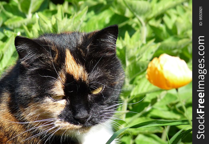 Close up of a pretty tortishell cat's face with attitude in a garden with orange flower in the background. Close up of a pretty tortishell cat's face with attitude in a garden with orange flower in the background