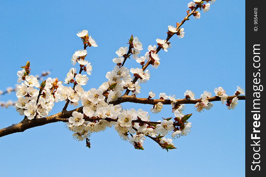 Blooming Cherry Blossoms Isolated on sky